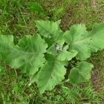 burdock