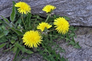 Dandelions in bloom