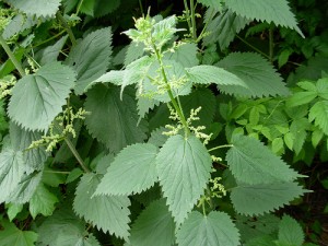 stinging nettle