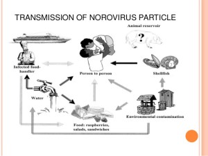 contagious norovirus