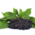 elderberry