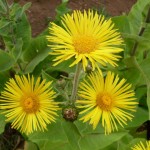 elecampane11