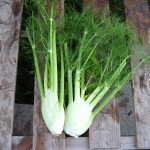 fennel