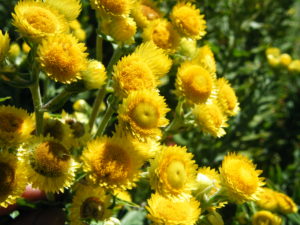 Helichrysum