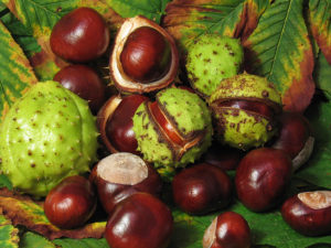 Horse Chestnut