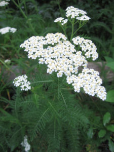 Yarrow