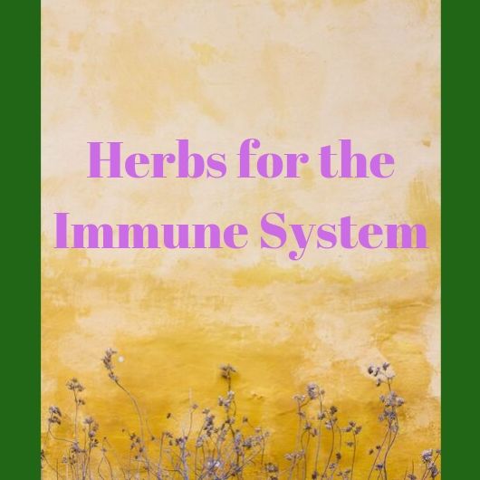 Herbs for the Immune System theHERBAL CachetheHERBAL Cache Nature's