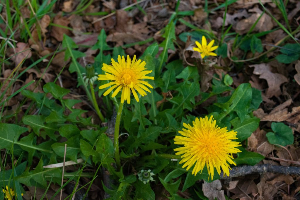 Dandelion