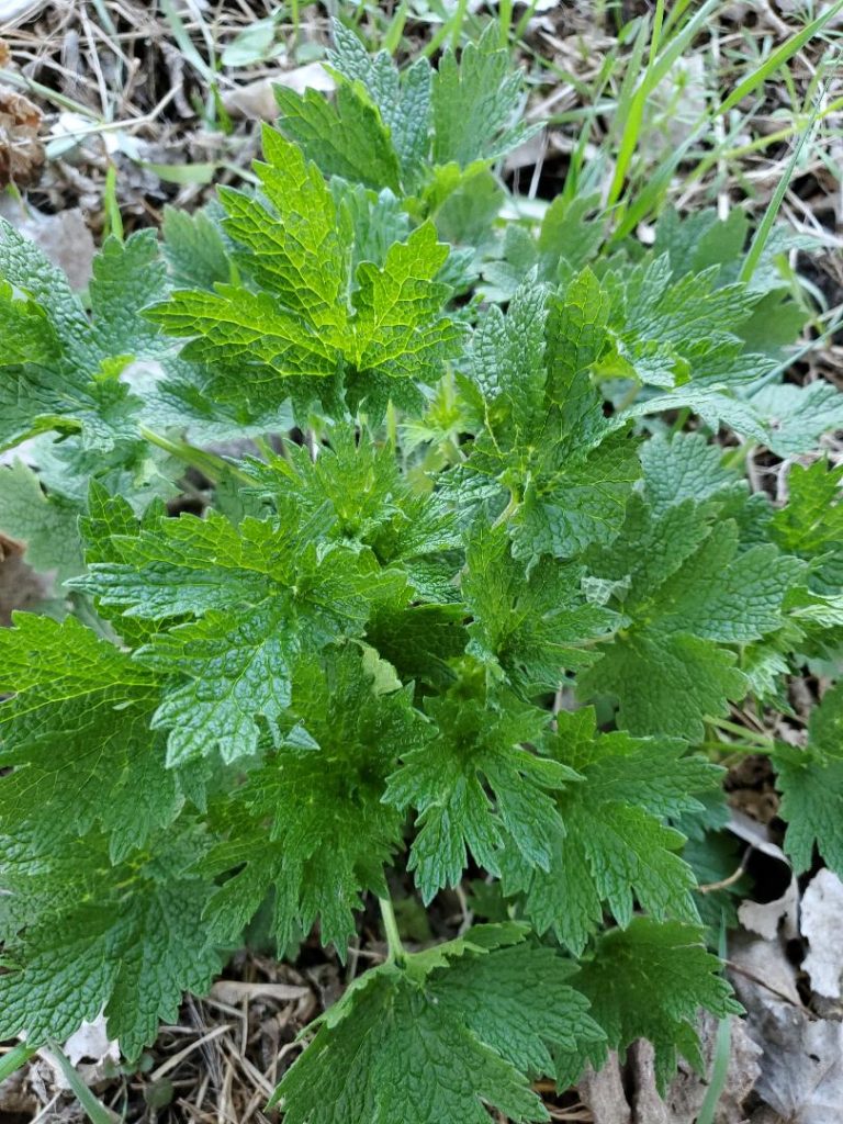 motherwort young