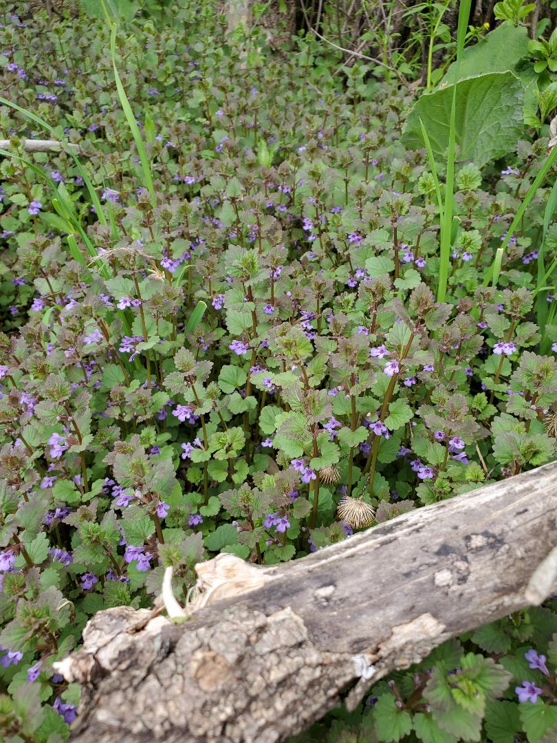 Creeping Charlie aka ground ivy edible and medicinal theHERBAL Cache