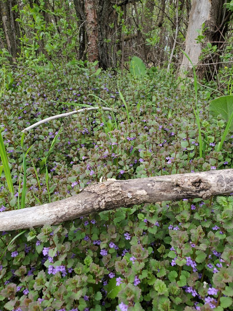 Creeping Charlie aka ground ivy edible and medicinal theHERBAL Cache