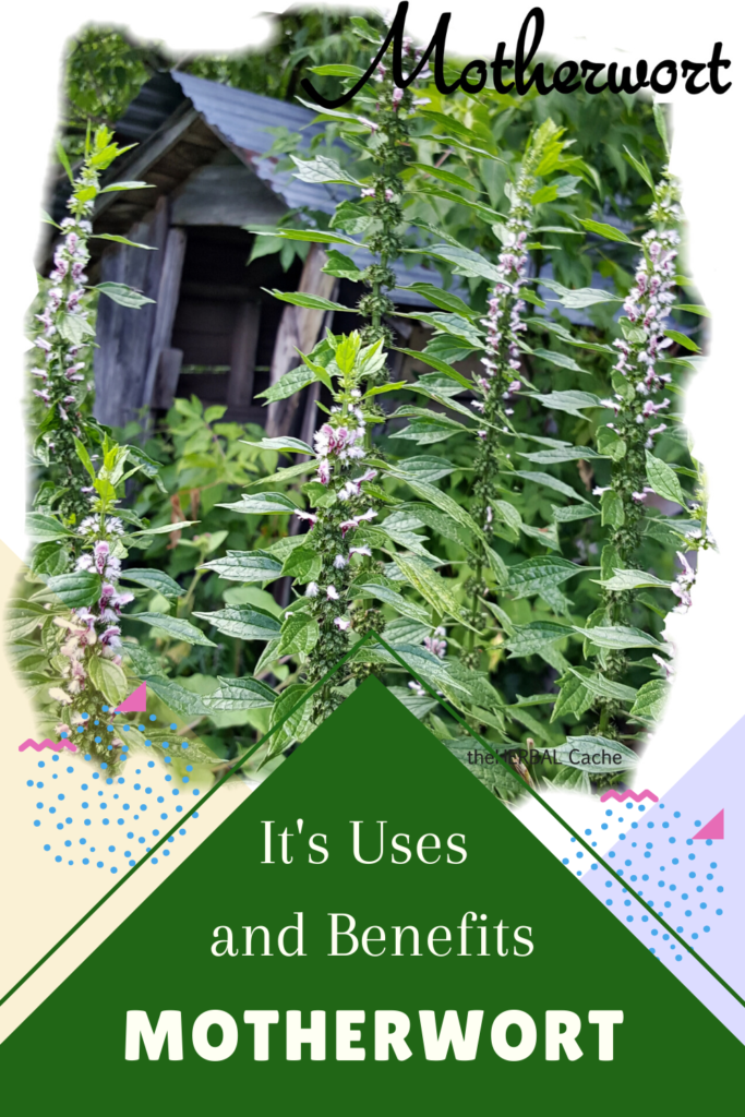 motherwort