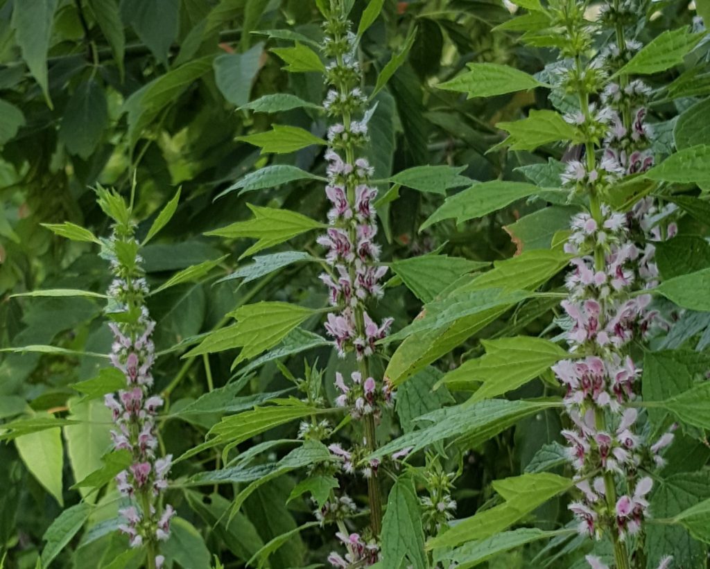 motherwort