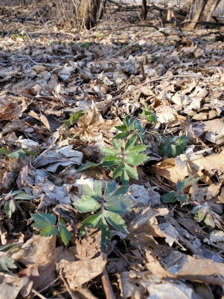 Virginia waterleaf in spring