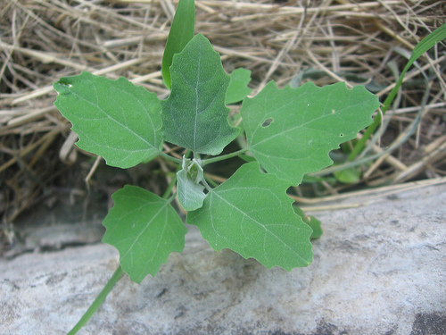 lambs quarters