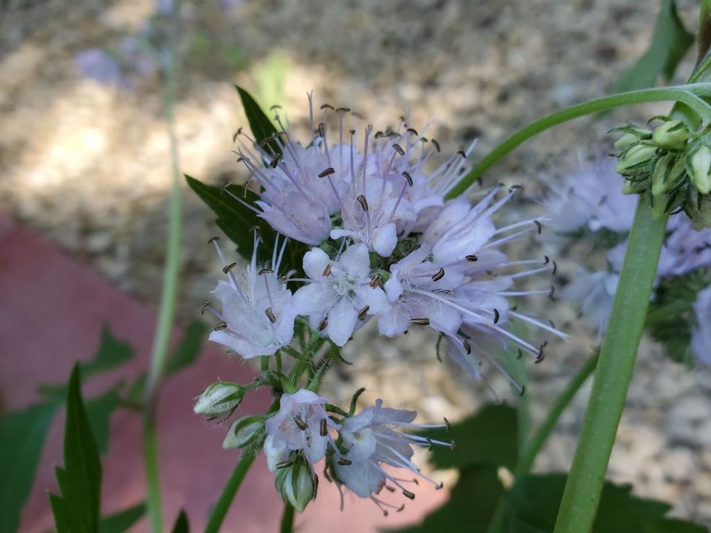 virginia waterleaf