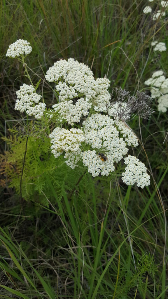 Yarrow Over Twelve Medicinal UsestheHERBAL Cache Nature's Pharmacy