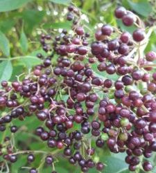 Elderberry Syrup Mania