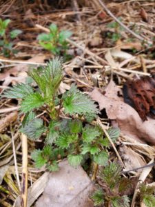 young nettles