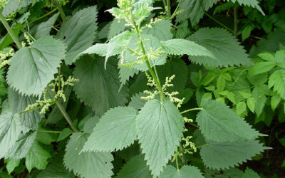 Why Stinging Nettles are More Than Just Weeds