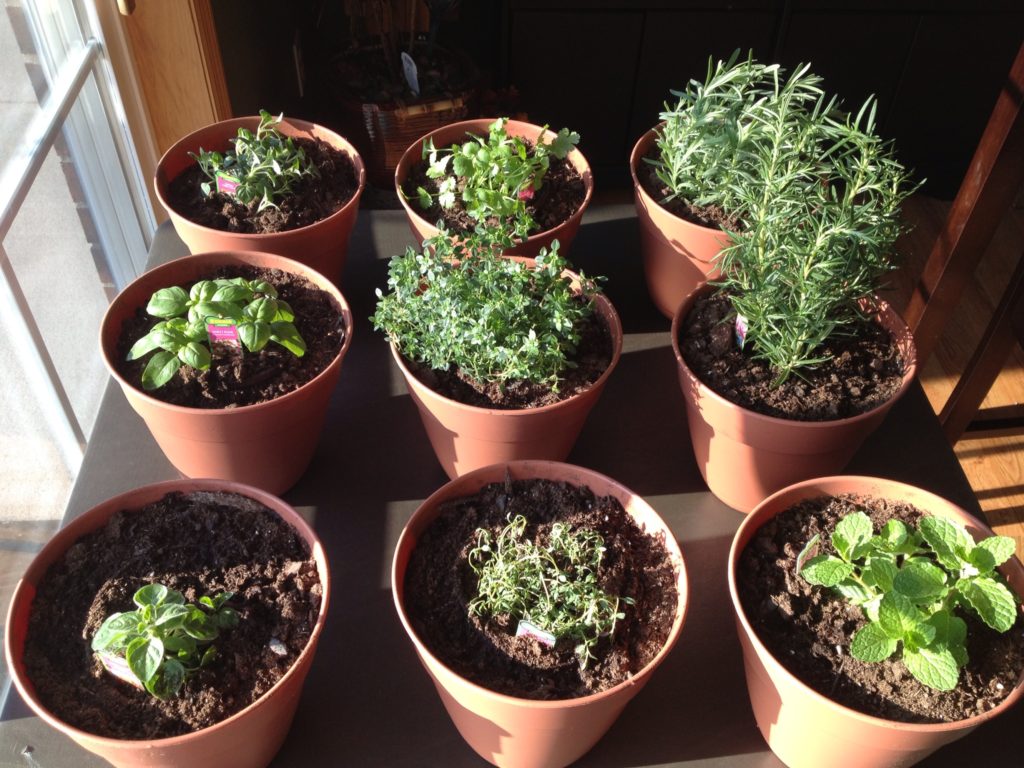 herbs in pots