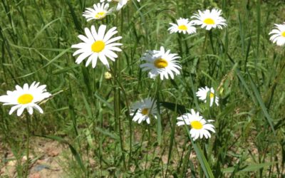 How to Plant a Medicinal Herb Garden