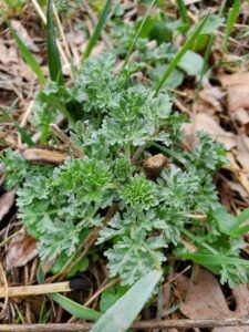 young mugwort