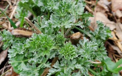 Mugwort – More Then Just the Dream Plant