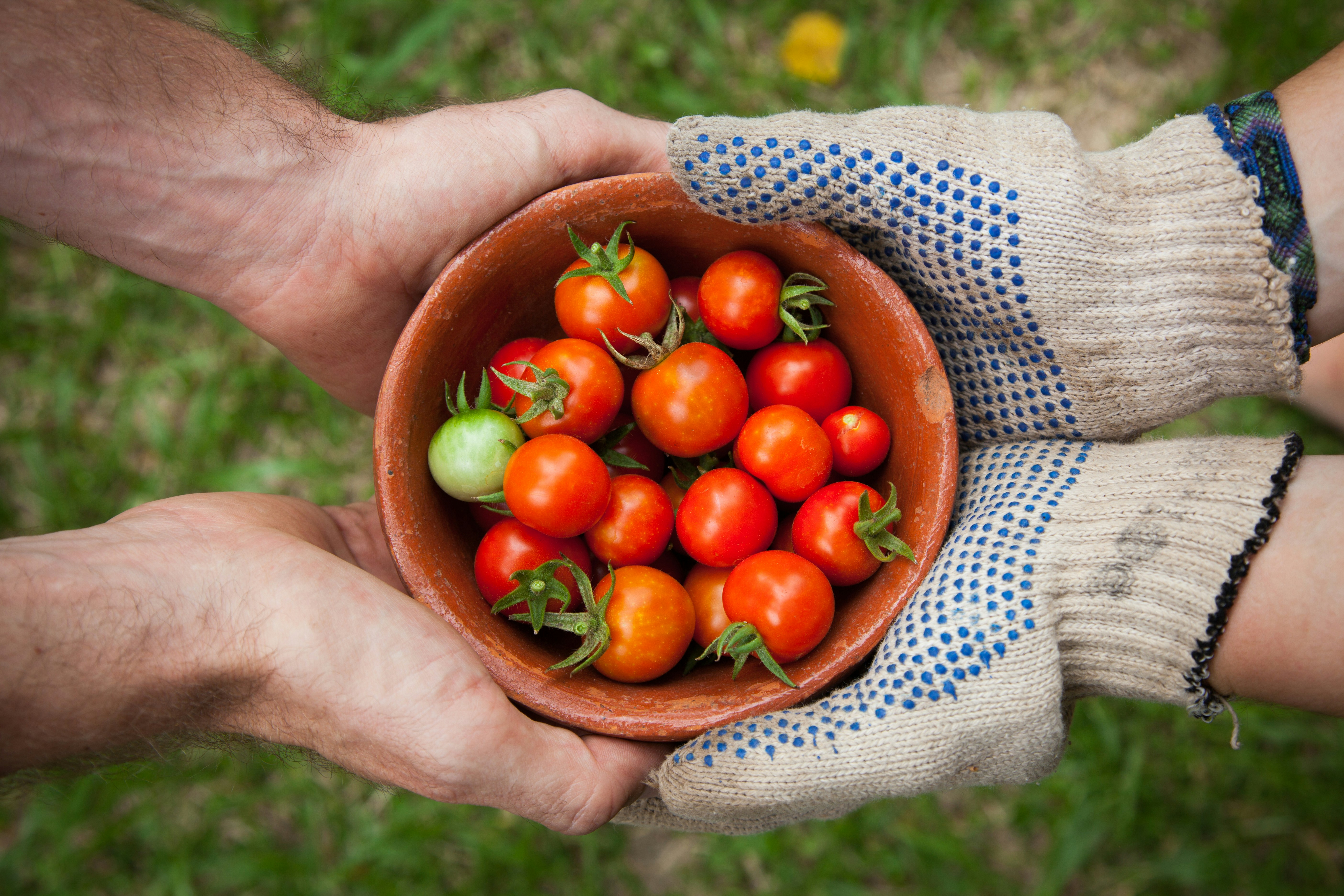 sharing tomatoes