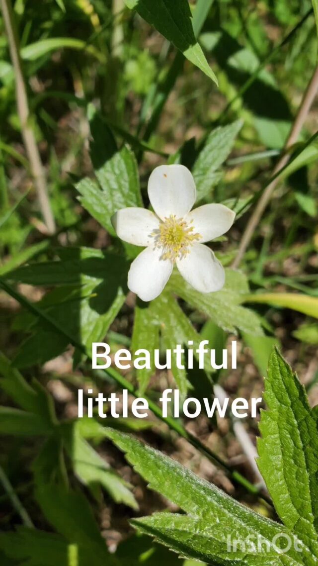 Spring is definitely here now! ⁠
⁠
Little flowers are springing up all over. ⁠
⁠
I love seeing the green start to show all around this time of year.  It's so refreshing to take a walk and see all the new growth coming in.⁠
⁠
#springisintheair⁠
#springflowers⁠
#newgrowth⁠
#lookingforflowers⁠
#springwalks⁠
#theherbalcache